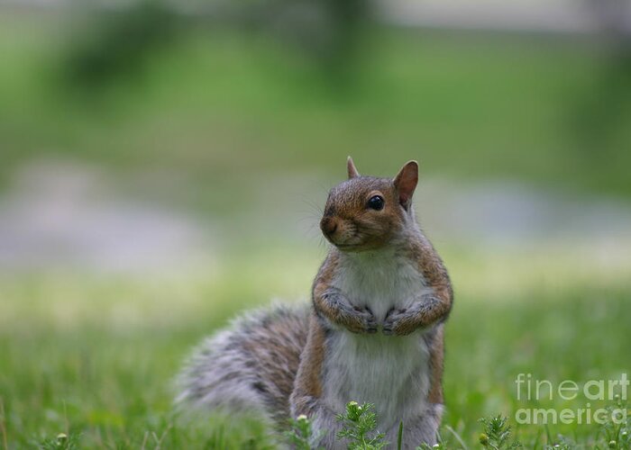 Squirrel Greeting Card featuring the photograph Posing Squirrel 2 by David Bishop