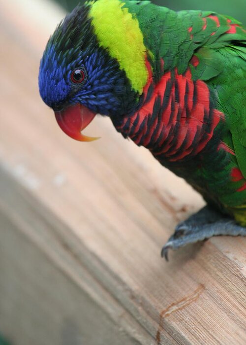 Lorikeet Greeting Card featuring the photograph Post Position by Laddie Halupa