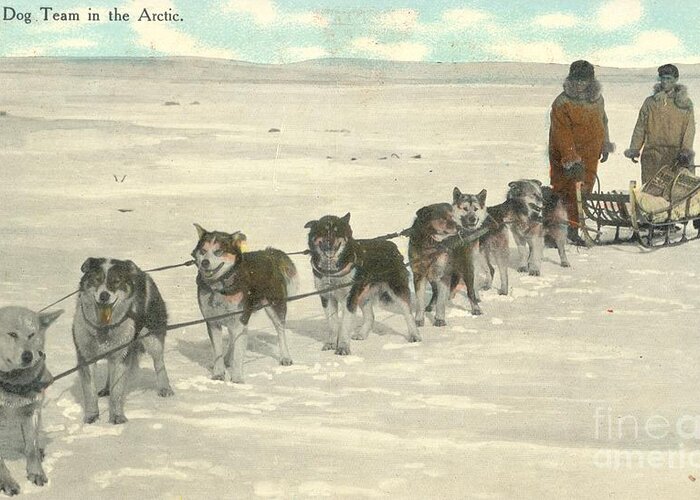 Postal Mail Prize Dog Team In The Arctic 1911 Greeting Card featuring the painting Postal Mail prize dog team in the Arctic 1911 by Celestial Images