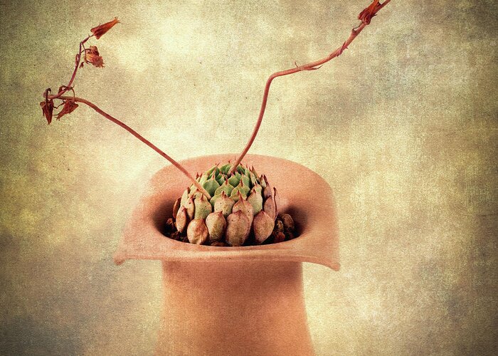 Succulent. Still Life Greeting Card featuring the photograph Potted Succulent by Catherine Lau