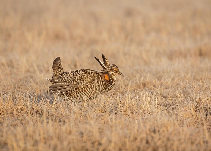 Wisconsins Prairie Chicken Greeting Card featuring the photograph Prairie Chicken 7-2015 by Thomas Young