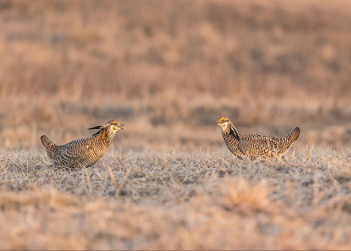 Wisconsin's Prairie Chickens Greeting Card featuring the photograph Prairie Chickens 2013-1 by Thomas Young
