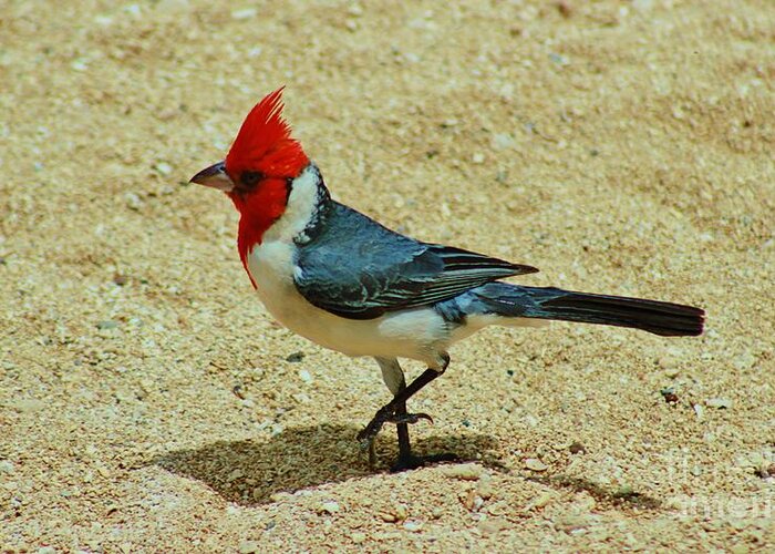 Red-crested Cardinal Greeting Card featuring the photograph Prancing Brazil Cardinal by Craig Wood