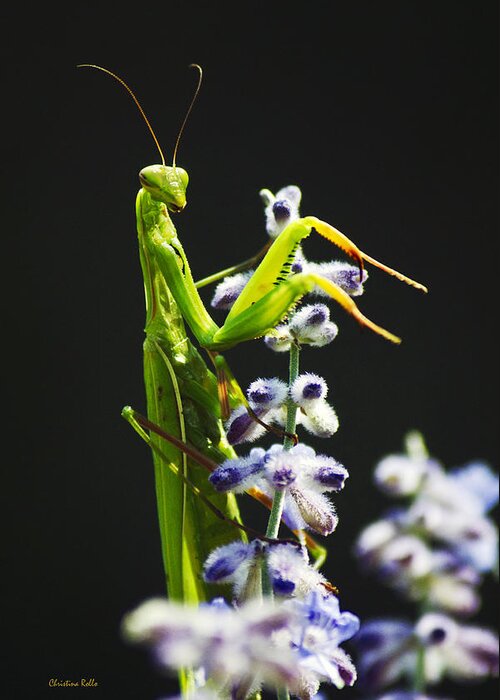 Praying Mantis Greeting Card featuring the photograph Praying Mantis on Flower by Christina Rollo