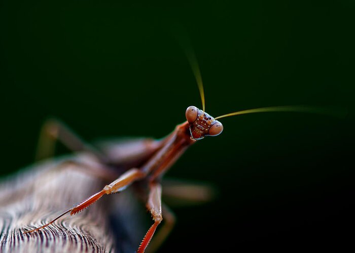 Praying Mantis Greeting Card featuring the photograph Praying Mantis by Rob Hemphill