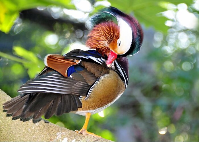 Preening Greeting Card featuring the photograph Preening duck by David Lee Thompson