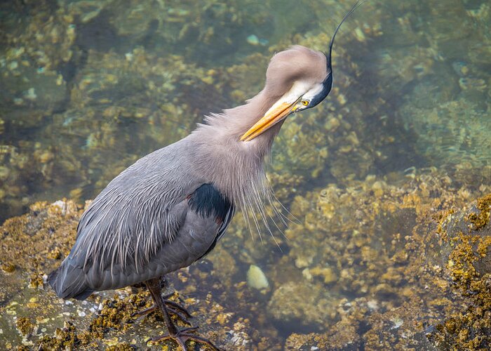 Heron Greeting Card featuring the photograph Preening Heron by Jerry Cahill