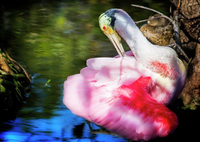 Roseate Spoonbill Greeting Card featuring the photograph Preening Spoonbill by Mark Andrew Thomas