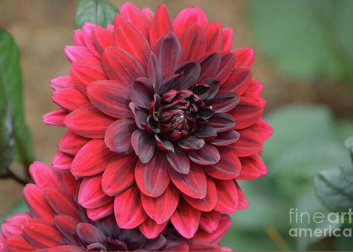 Dahlia Greeting Card featuring the photograph Pretty Blooming Red Dahlia Flower Blossom by DejaVu Designs