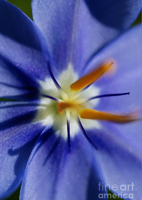 Macro Greeting Card featuring the photograph Pretty Blue by Iris Greenwell