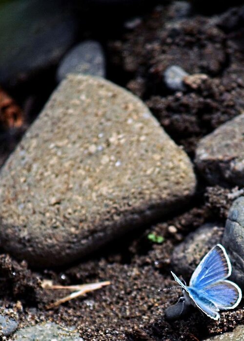 Butterfly Greeting Card featuring the photograph Pretty Butterfly by Cherie Duran