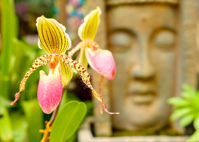 Buddhist Temple Greeting Card featuring the photograph Pretty flower by Raul Rodriguez
