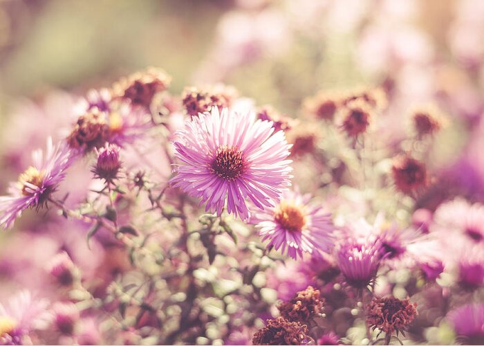 Bokeh Greeting Card featuring the photograph Pretty Flowers by Marcus Karlsson Sall