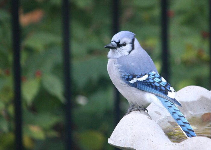 Pretty Greeting Card featuring the photograph Pretty in Blue Jay by Diane Lindon Coy