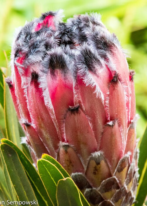 Hawaii Greeting Card featuring the photograph Pretty in Protea by Ian Sempowski