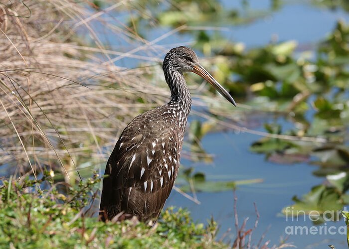 Limpkin Greeting Card featuring the photograph Pretty Limpkin by Carol Groenen