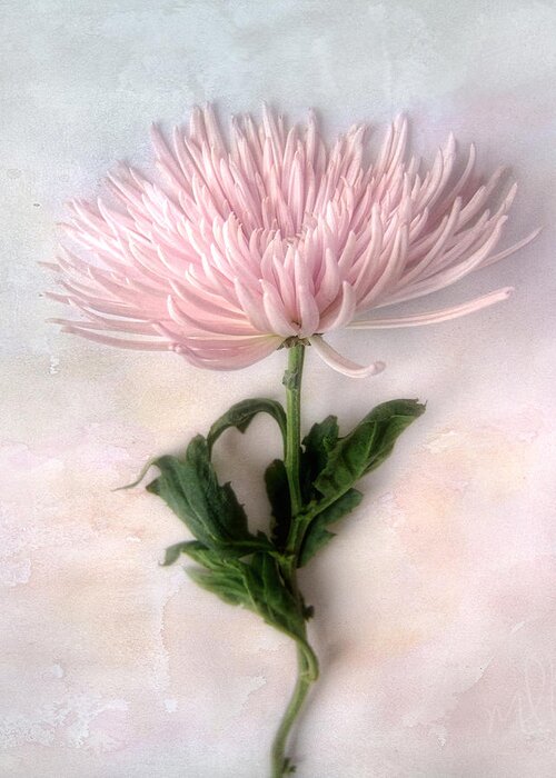 Chrysanthemum Greeting Card featuring the photograph Pretty Pink Mum by Louise Kumpf