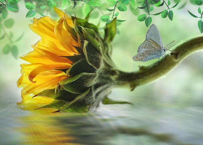 Sunflower Greeting Card featuring the digital art Pretty Sunflower by Nina Bradica
