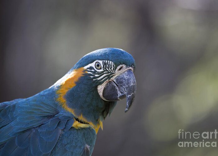 Macaw Greeting Card featuring the photograph Pretty V4 by Douglas Barnard