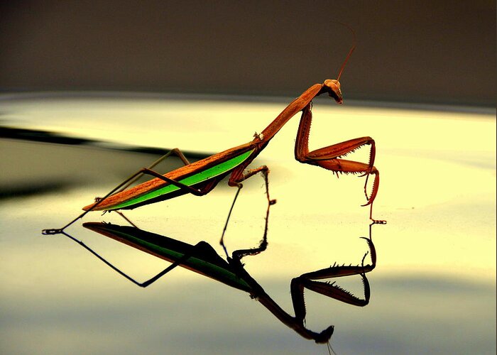 Lakeview Greeting Card featuring the digital art Preying Mantis by Aron Chervin