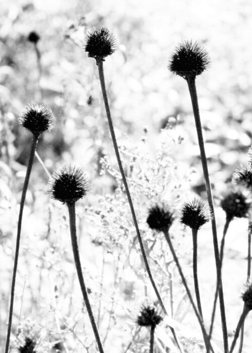 Black And White Greeting Card featuring the photograph Prickly Buds by Deborah Crew-Johnson