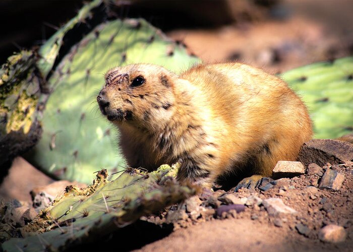 Prairie Dog Greeting Card featuring the photograph Prickly Lunch by Mike Stephens