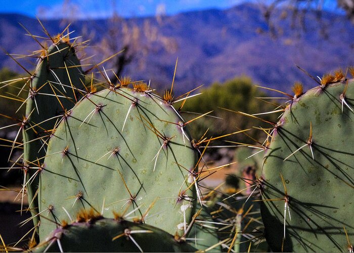 Arizona Greeting Card featuring the photograph Prickly Pear Cactus by Roger Passman