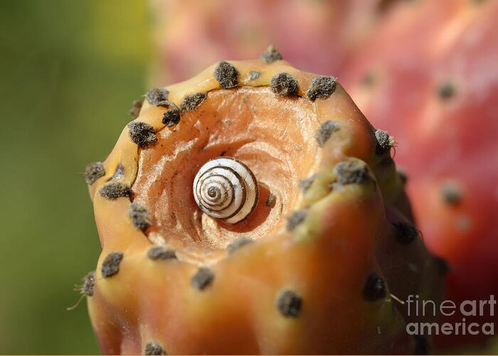Prickly Pear; Plant; Plants; Cactus; Cacti; Fruit; Fruits; Opuntia Ficus-barbarica; Opuntia Ficus-indica; Green; Red; Pink; Spike; Spikes; Thorn; Thorns; Spine; Spines; Wild Greeting Card featuring the photograph Prickly pear fruit with snail by George Atsametakis