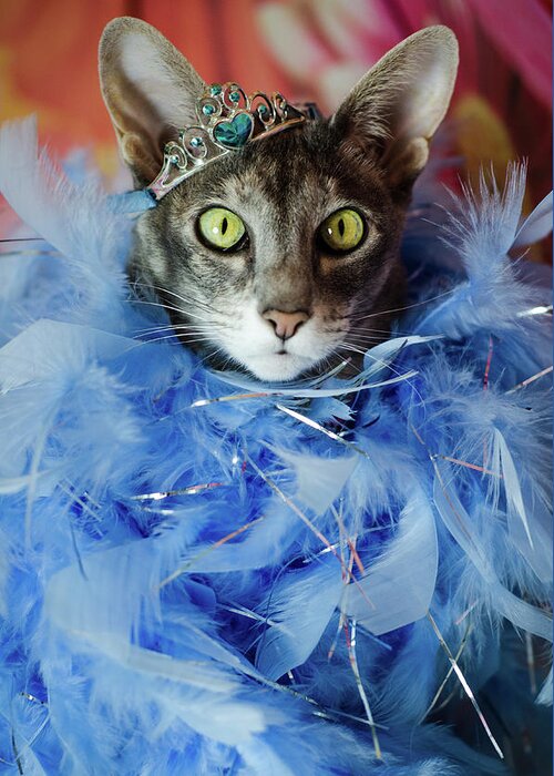 Cat Greeting Card featuring the photograph Princess Cat by Tammy Ray