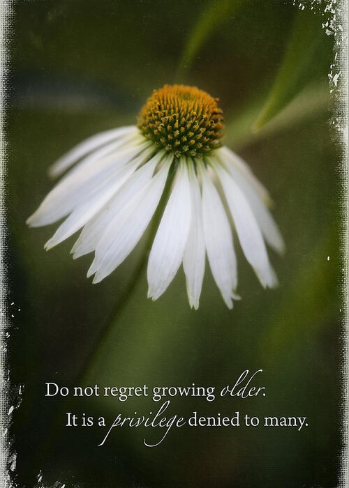 Coneflower Greeting Card featuring the photograph Privileged by Jill Love