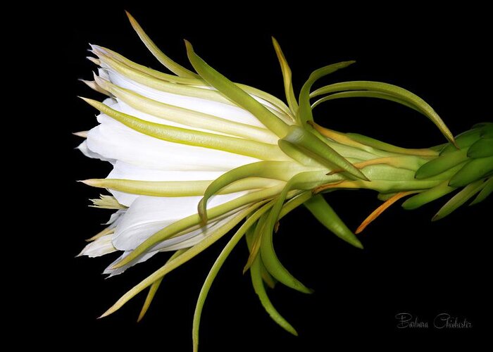 Night Blooming Cereus Greeting Card featuring the photograph Profile Night Blooming Cereus by Barbara Chichester
