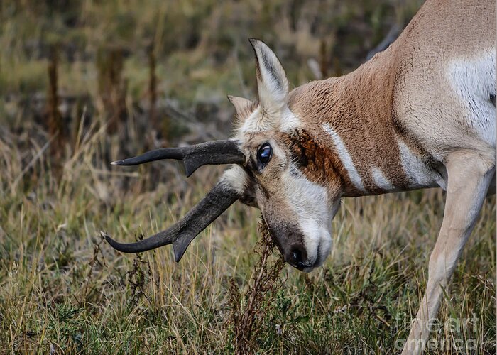 Pronghorn Greeting Card featuring the photograph Pronghorn No.2 by John Greco