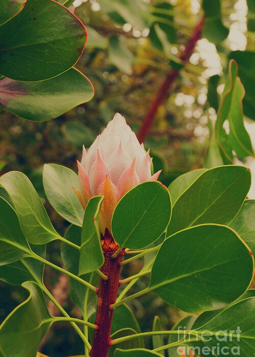 Protea Greeting Card featuring the photograph Protea Bud by Cassandra Buckley