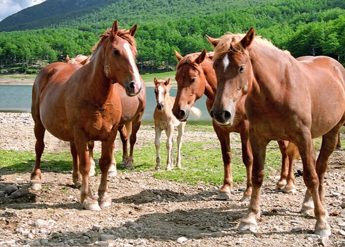 Lunigiana Greeting Card featuring the photograph Protecting the Foal by Nigel Fletcher-Jones
