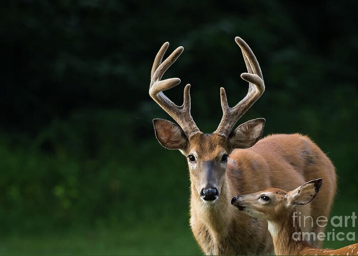 Deer Greeting Card featuring the photograph Protective Dad by Andrea Silies