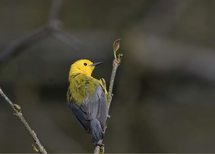 Canada Greeting Card featuring the photograph Prothonotary Warbler 6 by Gary Hall