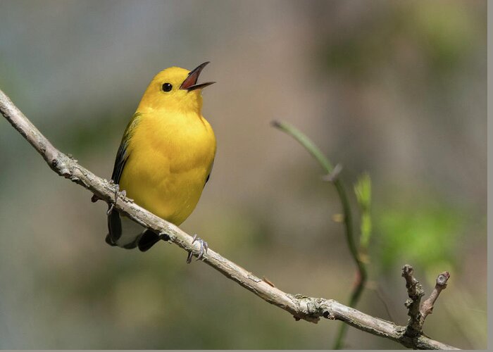 Prothonotary Warbler Greeting Card featuring the photograph Prothonotary Warbler singing by Jack Nevitt