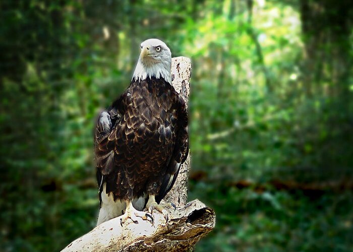 Animals Greeting Card featuring the photograph Proud Eagle by Lisa Lambert-Shank