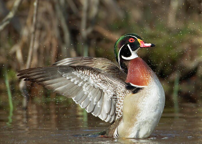 Nature Greeting Card featuring the photograph Proud by Gerry Sibell