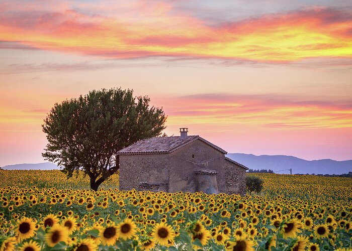Provence Greeting Card featuring the photograph Provence, sunflowers by Francesco Riccardo Iacomino