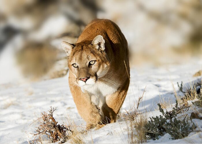 Mountain Lion Greeting Card featuring the photograph Prowling Mountain Lion by Scott Read