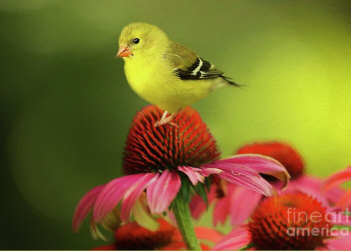 Puff Ball Of A Goldfinch Greeting Card featuring the photograph Puff Ball of a Goldfinch by Darren Fisher