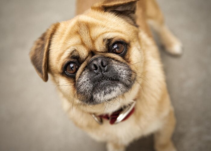 Dog Greeting Card featuring the photograph Pug dog 2 by Mike Santis