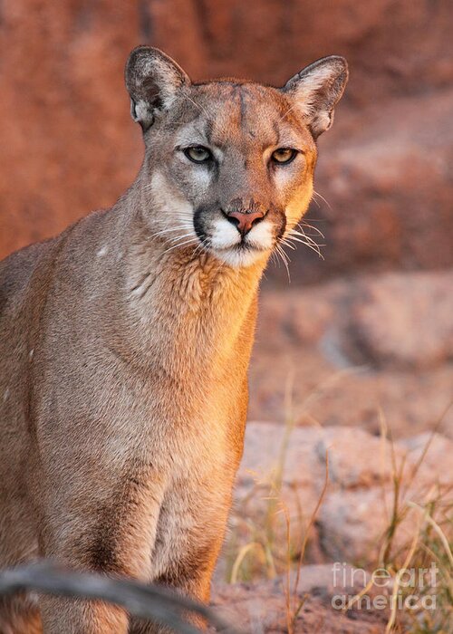 Arizona Greeting Card featuring the photograph Puma At Sunset by Max Allen