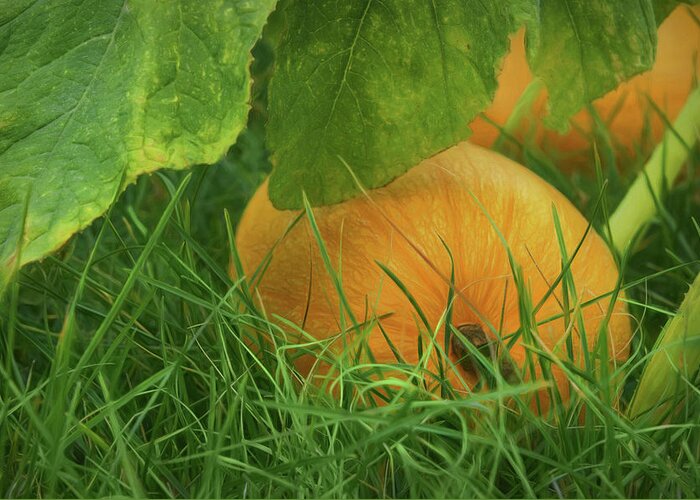 Pumpkin Greeting Card featuring the photograph Pumpkin - Ready for Harvest by Nikolyn McDonald