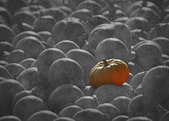 Pumpkins Greeting Card featuring the photograph Pumpkins SC2 by Morgan Wright