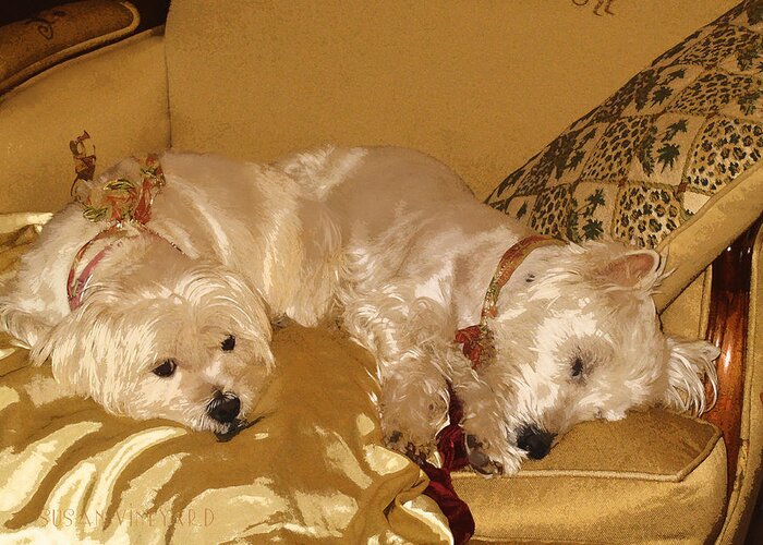 West Highland White Terrier Greeting Card featuring the photograph Puppies Dream of Sugarplums by Susan Vineyard