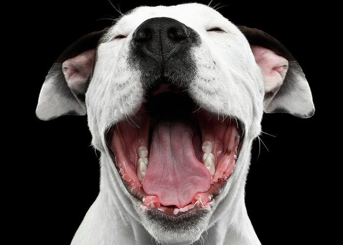 Puppy Greeting Card featuring the photograph Puppy laughs by Sergey Taran