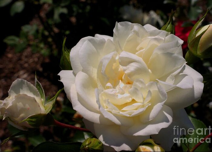 Rose Greeting Card featuring the photograph Pure beauty by David Bishop