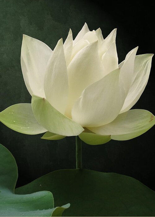 Floral Greeting Card featuring the photograph Pure Lotus by Deborah Smith